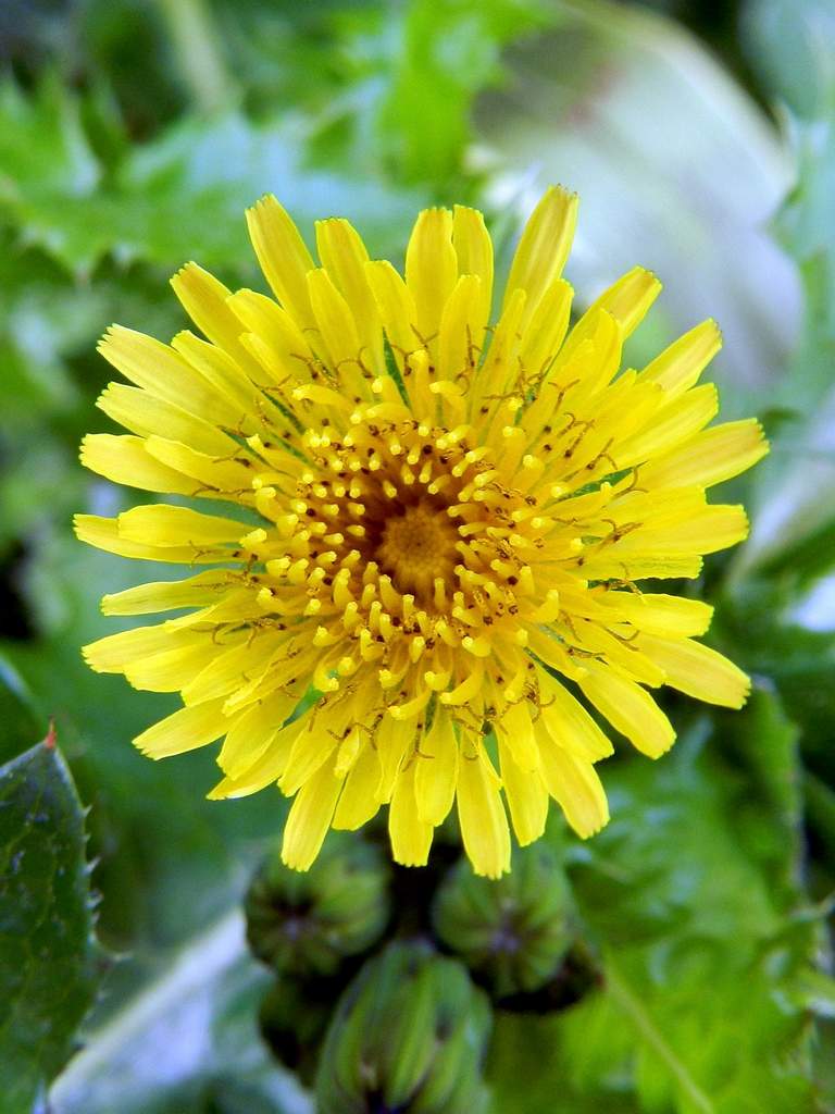 Sonchus oleraceus / Grespino comune